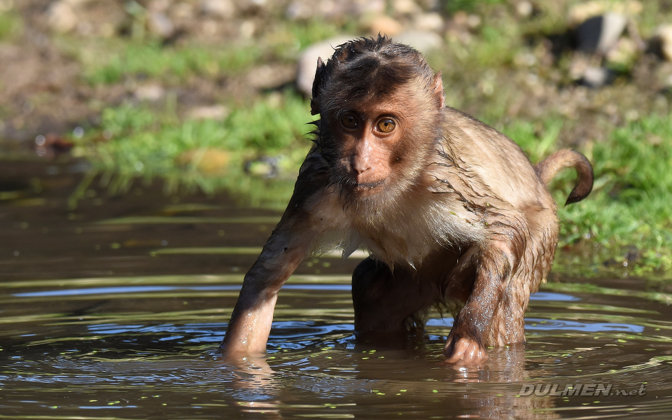 Pig-tailed macaque (Macaca nemestrina)